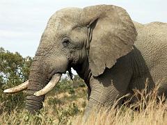 090516_Pilanesberg 164